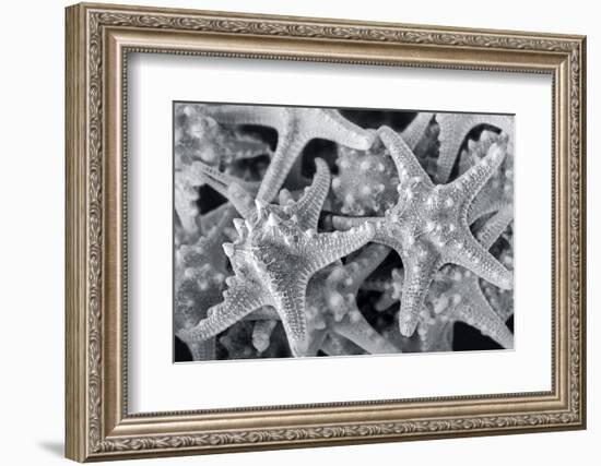 Knobby Starfish, USA-Lisa Engelbrecht-Framed Photographic Print