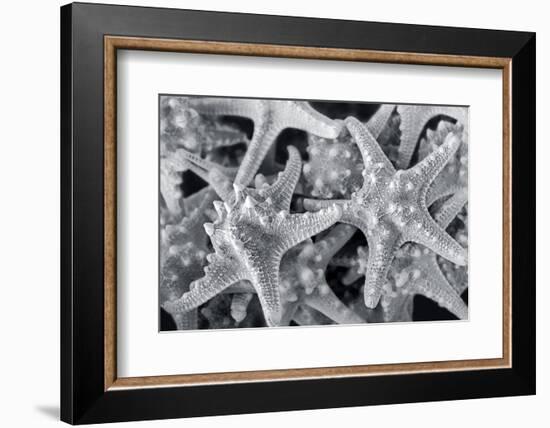 Knobby Starfish, USA-Lisa Engelbrecht-Framed Photographic Print