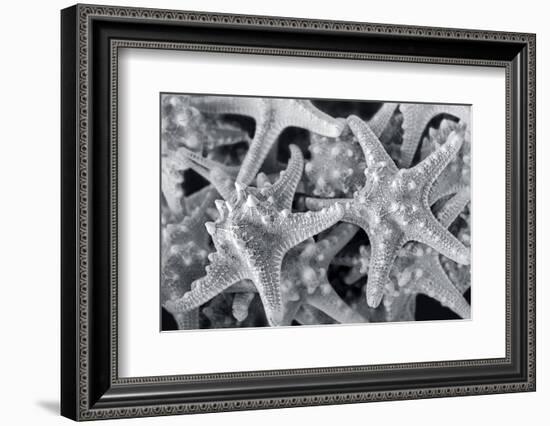 Knobby Starfish, USA-Lisa Engelbrecht-Framed Photographic Print