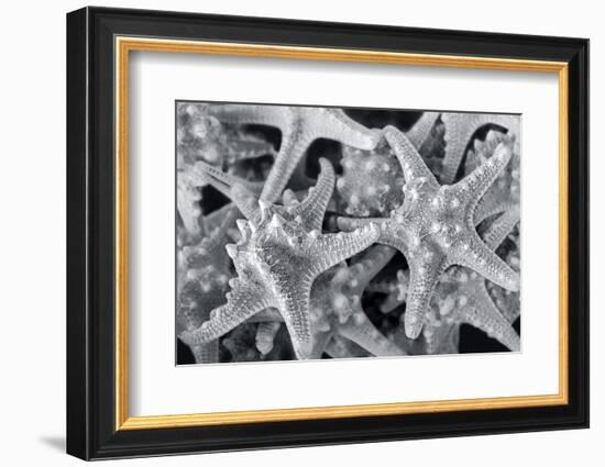 Knobby Starfish, USA-Lisa Engelbrecht-Framed Photographic Print