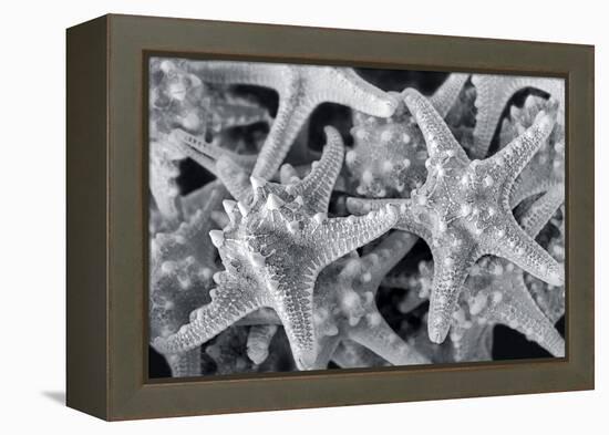 Knobby Starfish, USA-Lisa Engelbrecht-Framed Premier Image Canvas