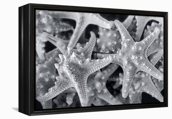Knobby Starfish, USA-Lisa Engelbrecht-Framed Premier Image Canvas