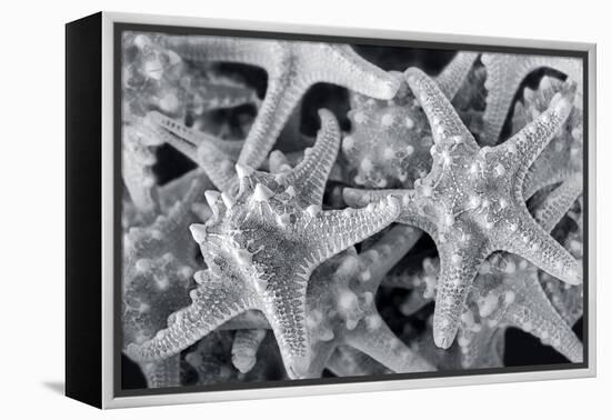 Knobby Starfish, USA-Lisa Engelbrecht-Framed Premier Image Canvas