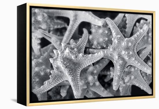 Knobby Starfish, USA-Lisa Engelbrecht-Framed Premier Image Canvas