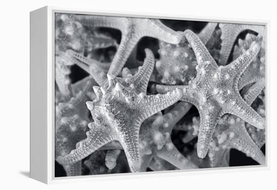 Knobby Starfish, USA-Lisa Engelbrecht-Framed Premier Image Canvas