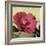 Knock Out Rose-Herb Dickinson-Framed Photographic Print