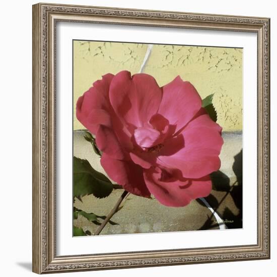 Knock Out Rose-Herb Dickinson-Framed Photographic Print