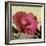 Knock Out Rose-Herb Dickinson-Framed Photographic Print