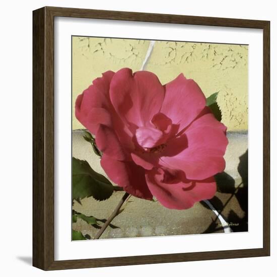 Knock Out Rose-Herb Dickinson-Framed Photographic Print