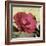 Knock Out Rose-Herb Dickinson-Framed Photographic Print