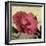 Knock Out Rose-Herb Dickinson-Framed Photographic Print