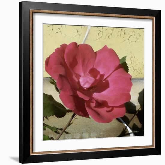 Knock Out Rose-Herb Dickinson-Framed Photographic Print