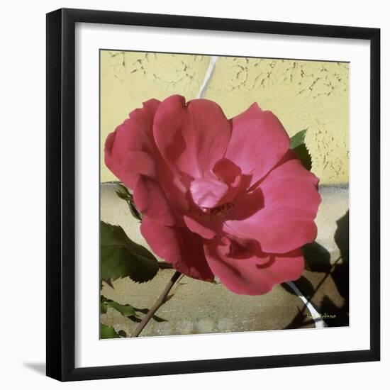 Knock Out Rose-Herb Dickinson-Framed Photographic Print