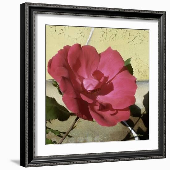 Knock Out Rose-Herb Dickinson-Framed Photographic Print