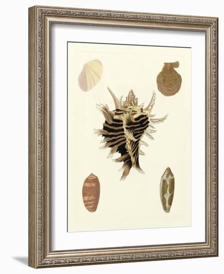 Knorr Shells II-George Wolfgang Knorr-Framed Art Print