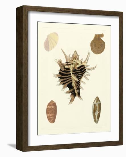 Knorr Shells II-George Wolfgang Knorr-Framed Art Print