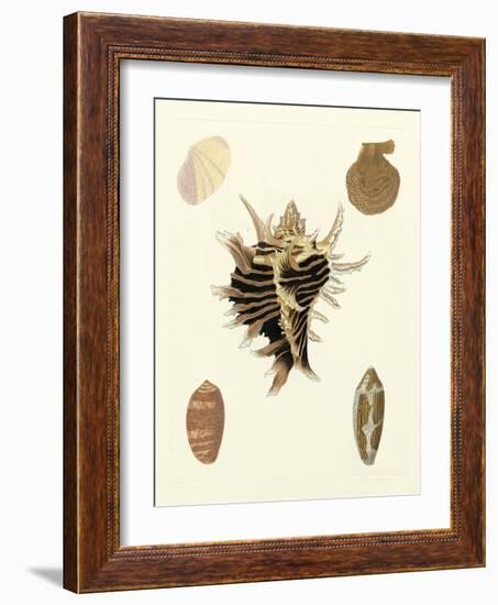 Knorr Shells II-George Wolfgang Knorr-Framed Art Print