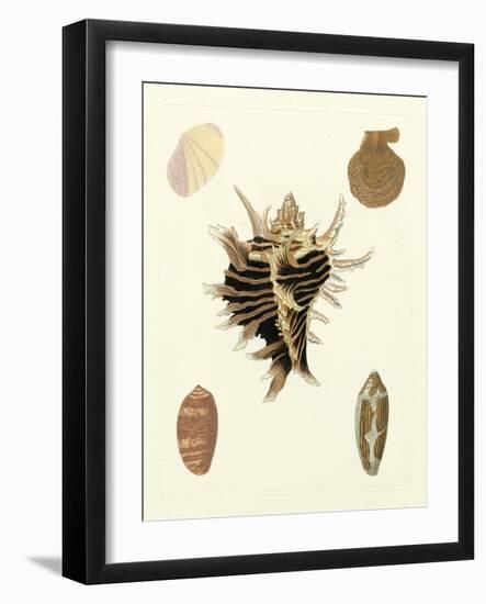 Knorr Shells II-George Wolfgang Knorr-Framed Art Print