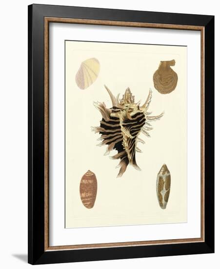 Knorr Shells II-George Wolfgang Knorr-Framed Art Print