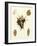 Knorr Shells II-George Wolfgang Knorr-Framed Art Print