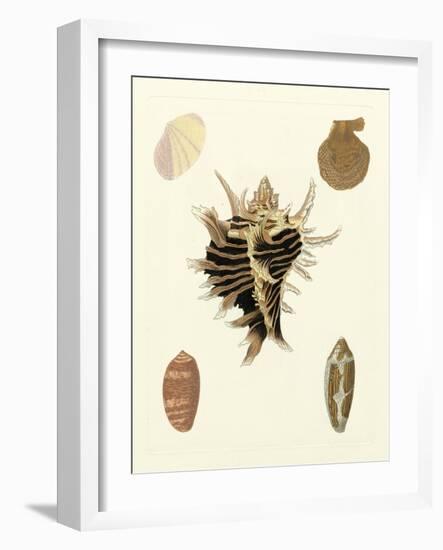 Knorr Shells II-George Wolfgang Knorr-Framed Art Print