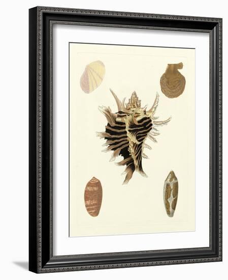 Knorr Shells II-George Wolfgang Knorr-Framed Art Print