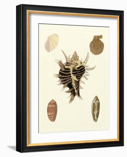 Knorr Shells II-George Wolfgang Knorr-Framed Art Print