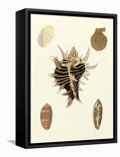 Knorr Shells II-George Wolfgang Knorr-Framed Stretched Canvas