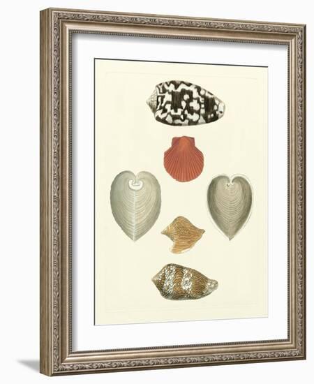 Knorr Shells III-George Wolfgang Knorr-Framed Art Print