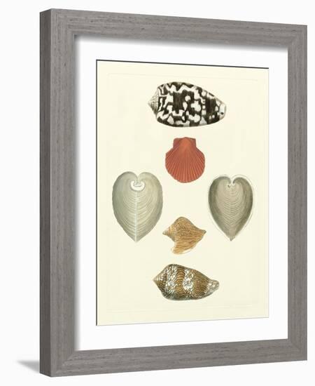 Knorr Shells III-George Wolfgang Knorr-Framed Art Print