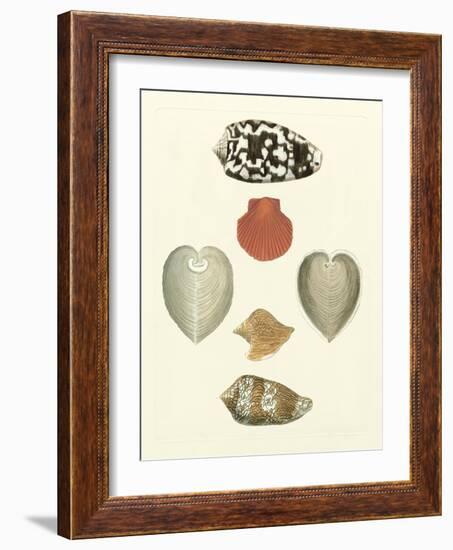 Knorr Shells III-George Wolfgang Knorr-Framed Art Print