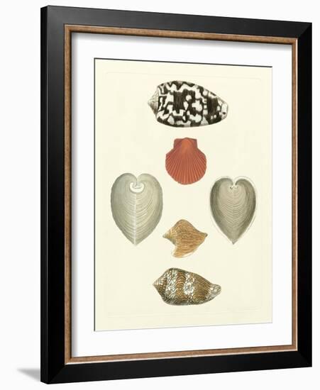 Knorr Shells III-George Wolfgang Knorr-Framed Art Print