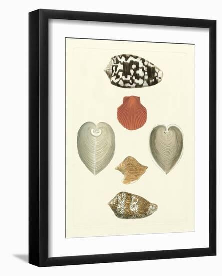 Knorr Shells III-George Wolfgang Knorr-Framed Art Print