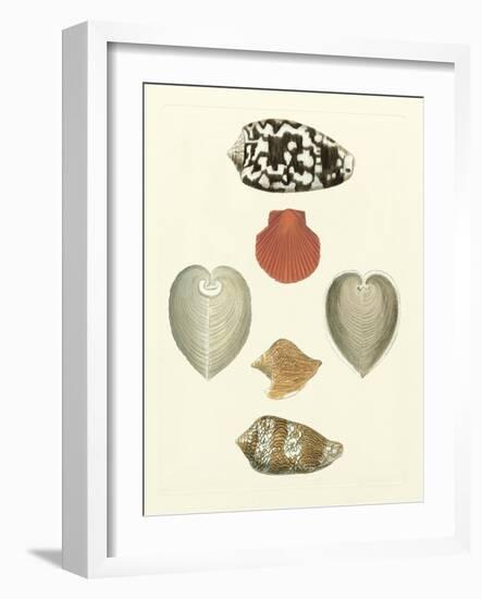 Knorr Shells III-George Wolfgang Knorr-Framed Art Print