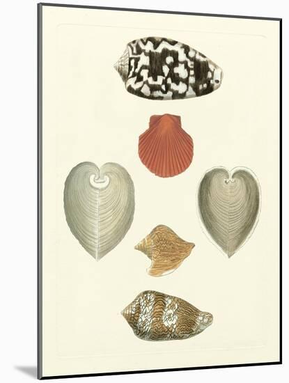 Knorr Shells III-George Wolfgang Knorr-Mounted Art Print