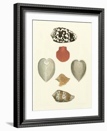 Knorr Shells III-George Wolfgang Knorr-Framed Art Print