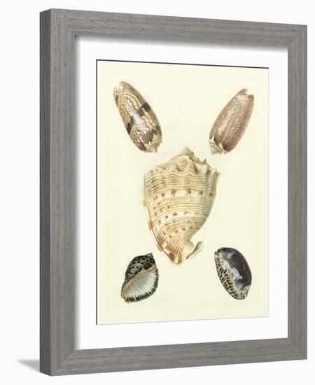 Knorr Shells IV-George Wolfgang Knorr-Framed Art Print