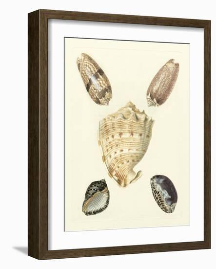 Knorr Shells IV-George Wolfgang Knorr-Framed Art Print