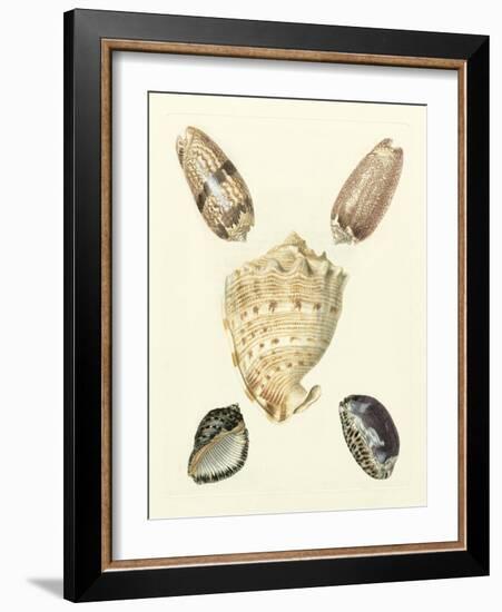 Knorr Shells IV-George Wolfgang Knorr-Framed Art Print