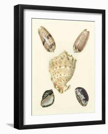 Knorr Shells IV-George Wolfgang Knorr-Framed Art Print