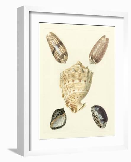 Knorr Shells IV-George Wolfgang Knorr-Framed Art Print