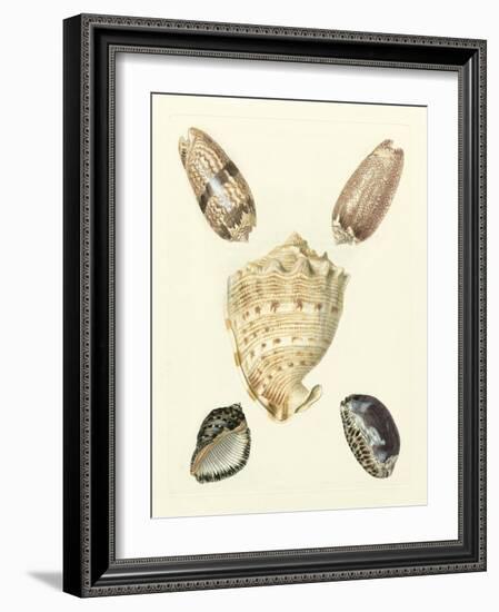 Knorr Shells IV-George Wolfgang Knorr-Framed Art Print