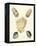 Knorr Shells IV-George Wolfgang Knorr-Framed Stretched Canvas