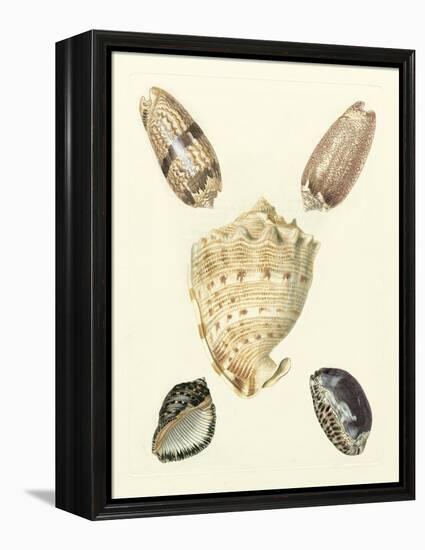 Knorr Shells IV-George Wolfgang Knorr-Framed Stretched Canvas