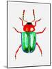 Knotweed Beetle or Gastrophysa Polygoni-Kata Botanical-Mounted Giclee Print