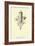 Knutmigrata Simplice-Edward Lear-Framed Giclee Print