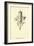 Knutmigrata Simplice-Edward Lear-Framed Giclee Print