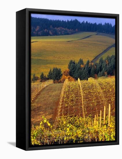 Knutsen Vineyard in the Red Hills of the Willamette Valley, Oregon, USA-Janis Miglavs-Framed Premier Image Canvas