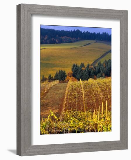 Knutsen Vineyard in the Red Hills of the Willamette Valley, Oregon, USA-Janis Miglavs-Framed Photographic Print