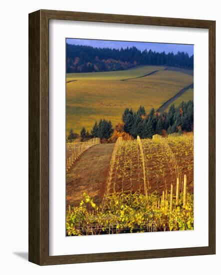 Knutsen Vineyard in the Red Hills of the Willamette Valley, Oregon, USA-Janis Miglavs-Framed Photographic Print